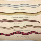 Exquisite c. 1840s German Zoological Watercolor: Unusual Variety of Snake-like Creatures!