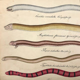 Exquisite c. 1840s German Zoological Watercolor: Unusual Variety of Snake-like Creatures!