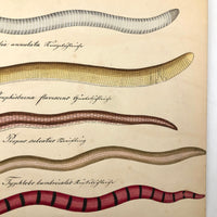 Exquisite c. 1840s German Zoological Watercolor: Unusual Variety of Snake-like Creatures!