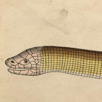 Exquisite c. 1840s German Zoological Watercolor: Unusual Variety of Snake-like Creatures!