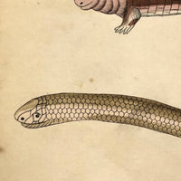 Exquisite c. 1840s German Zoological Watercolor: Unusual Variety of Snake-like Creatures!