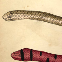 Exquisite c. 1840s German Zoological Watercolor: Unusual Variety of Snake-like Creatures!