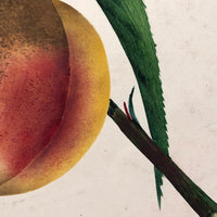 Lush Scabbed Peach: 19th C. British Theorem on Paper