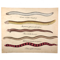 Exquisite c. 1840s German Zoological Watercolor: Unusual Variety of Snake-like Creatures!