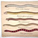 Exquisite c. 1840s German Zoological Watercolor: Unusual Variety of Snake-like Creatures!