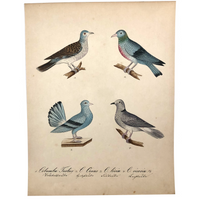 Exquisite c. 1840s German Zoological Watercolor: Four Doves / Pigeons