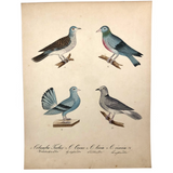 Exquisite c. 1840s German Zoological Watercolor: Four Doves / Pigeons