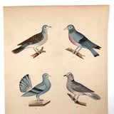 Exquisite c. 1840s German Zoological Watercolor: Four Doves / Pigeons