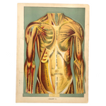 E J Stanley Early 20th C. Anatomical Flip Diagram - Chart 2, Female