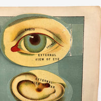 Early 20th C. E J Stanley Anatomical Fold Out Illustration: Chart 3