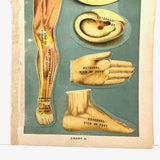 Early 20th C. E J Stanley Anatomical Fold Out Illustration: Chart 3