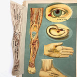 Early 20th C. E J Stanley Anatomical Fold Out Illustration: Chart 3