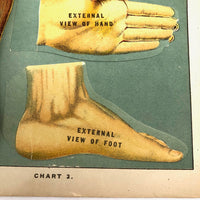 Early 20th C. E J Stanley Anatomical Fold Out Illustration: Chart 3