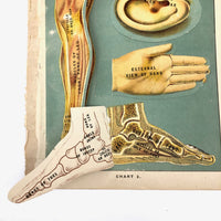 Early 20th C. E J Stanley Anatomical Fold Out Illustration: Chart 3