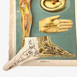 Early 20th C. E J Stanley Anatomical Fold Out Illustration: Chart 3