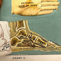 Early 20th C. E J Stanley Anatomical Fold Out Illustration: Chart 3