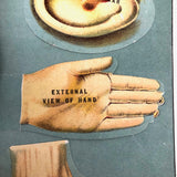 Early 20th C. E J Stanley Anatomical Fold Out Illustration: Chart 3