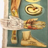 Early 20th C. E J Stanley Anatomical Fold Out Illustration: Chart 3