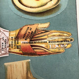 Early 20th C. E J Stanley Anatomical Fold Out Illustration: Chart 3