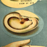 Early 20th C. E J Stanley Anatomical Fold Out Illustration: Chart 3