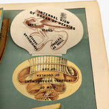 Early 20th C. E J Stanley Anatomical Fold Out Illustration: Chart 3