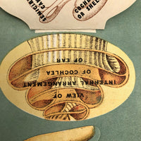 Early 20th C. E J Stanley Anatomical Fold Out Illustration: Chart 3