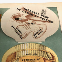 Early 20th C. E J Stanley Anatomical Fold Out Illustration: Chart 3