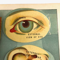 Early 20th C. E J Stanley Anatomical Fold Out Illustration: Chart 3