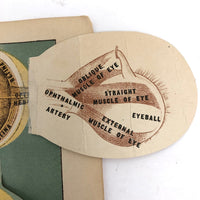 Early 20th C. E J Stanley Anatomical Fold Out Illustration: Chart 3