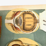 Early 20th C. E J Stanley Anatomical Fold Out Illustration: Chart 3