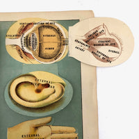 Early 20th C. E J Stanley Anatomical Fold Out Illustration: Chart 3