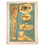 Early 20th C. E J Stanley Anatomical Fold Out Illustration: Chart 3