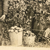 The Apple Pickers, Wonderful Antique Real Photo Postcard