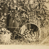 The Apple Pickers, Wonderful Antique Real Photo Postcard