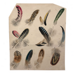 Flock of Feathers! Stunning Fine 19th C. Ink and Watercolor