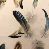 Flock of Feathers! Stunning Fine 19th C. Ink and Watercolor