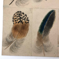 Flock of Feathers! Stunning Fine 19th C. Ink and Watercolor