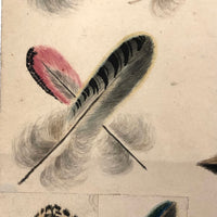 Flock of Feathers! Stunning Fine 19th C. Ink and Watercolor