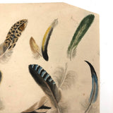 Flock of Feathers! Stunning Fine 19th C. Ink and Watercolor