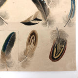 Flock of Feathers! Stunning Fine 19th C. Ink and Watercolor