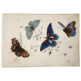 Butterflies and Tiny Bugs, 19th Century Ink and Watercolor