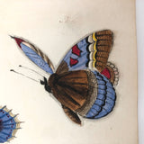 Butterflies and Tiny Bugs, 19th Century Ink and Watercolor