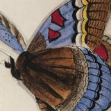 Butterflies and Tiny Bugs, 19th Century Ink and Watercolor