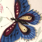 Butterflies and Tiny Bugs, 19th Century Ink and Watercolor