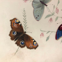 Butterflies and Tiny Bugs, 19th Century Ink and Watercolor