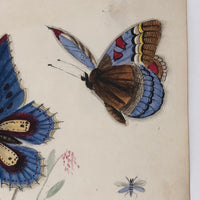 Butterflies and Tiny Bugs, 19th Century Ink and Watercolor