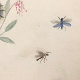 Butterflies and Tiny Bugs, 19th Century Ink and Watercolor