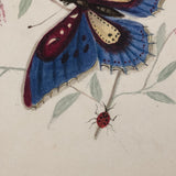 Butterflies and Tiny Bugs, 19th Century Ink and Watercolor