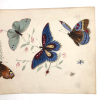 Butterflies and Tiny Bugs, 19th Century Ink and Watercolor