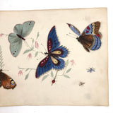 Butterflies and Tiny Bugs, 19th Century Ink and Watercolor